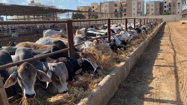 أسعار اللحوم اليوم وكواليس أكبر تراجع للماشية الحية بعد عيد الأضحى