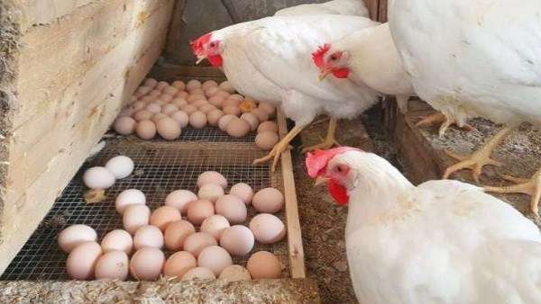 استقرار أسعار الدواجن والبيض بالأسواق اليوم.. والفراخ البيضاء تسجل 73 جنيهاً للمستهلك