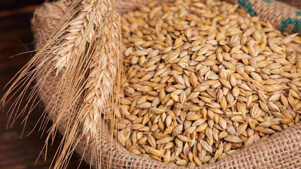 الطن بكام؟.. سعر الأرز الشعير اليوم الثلاثاء 9 يونيو 2026