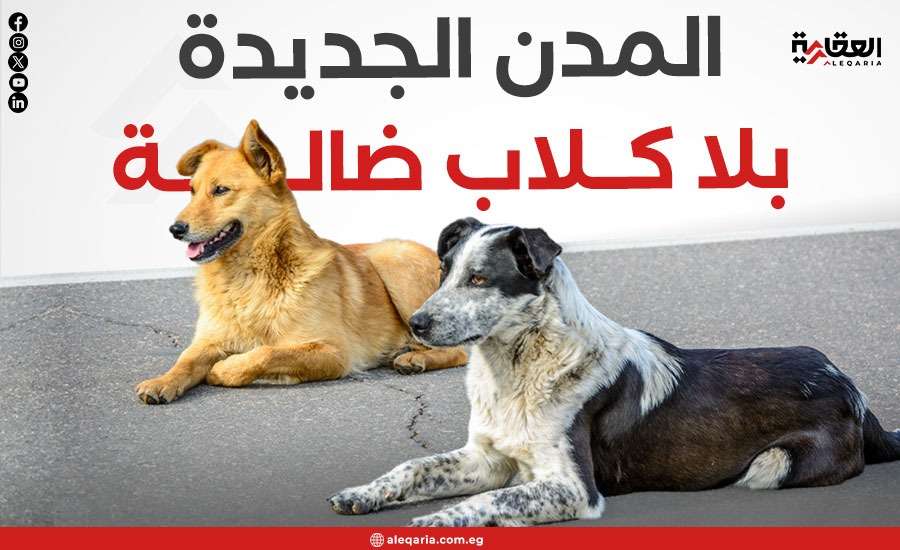 المدن الجديدة بلا كلاب ضالة