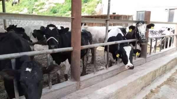بـ8 ملايين جرعة .. بيان هام من الزراعة بشأن الحمى القلاعية