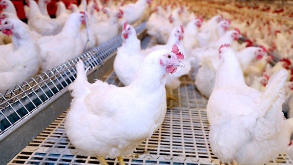 تراجع أسعار الفراخ والبيض في الأسواق.. انفراجة جديدة للمستهلكين بعد عيد الأضحى