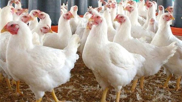 تراجع سعر الفراخ البيضاء اليوم.. مفاجأة للمستهلك في الأسواق