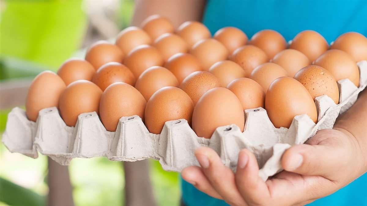 شعبة بيض المائدة: زيادة المعروض وراء تراجع الأسعار.. والمنتجون يخسرون أكثر من 70 جنيهاً في الكرتونة
