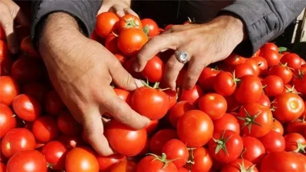 مفاجأة.. التموين يطرح الطماطم بسعر جديد داخل المجمعات الاستهلاكية اليوم..