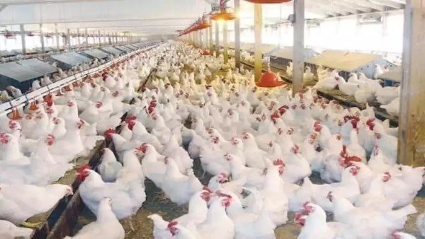 هبوط حاد بالأسواق.. أسعار الفراخ والبيض تسجل تراجعًا ملحوظًا