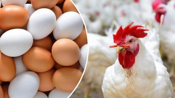 وفرة المعروض تقود أسعار الفراخ للتراجع محليًا بمجموع 26 جنيهًا في المزارع