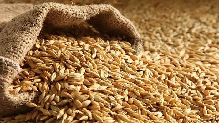 الطن بكام؟.. سعر الأرز الشعير اليوم الاثنين 20 يوليو 2026 في الأسواق