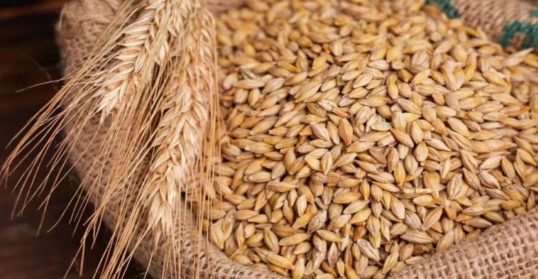 الطن بكام؟.. سعر الأرز الشعير اليوم الاثنين 6 يوليو 2026