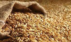 الطن بكام؟.. سعر الأرز الشعير اليوم الجمعة 3 يوليو 2026