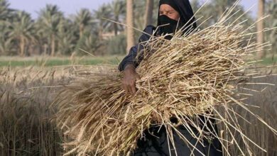 المرأة في قلب التنمية.. ثورة 30 يونيو تقود مسيرة التمكين الاقتصادي وبناء الجمهورية الجديدة