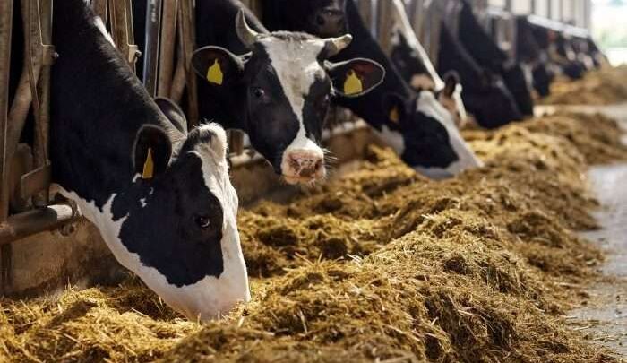 دعم مشروع البتلو.. بيان مهم من الزراعة للمستثمرين وصغار المربين