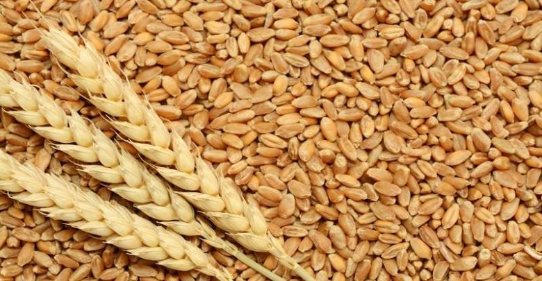 مصر في المقدمة.. ما أكبر 5 دول استيرادًا للقمح في العالم؟