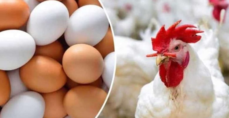 نقيب الفلاحين: مصر تحقق اكتفاءً ذاتيًا من البيض و98% من الدواجن