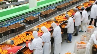 متحدث «البحوث الزراعية»: 6.5 مليون طن صادرات زراعية خلال 7 أشهر بزيادة 30%